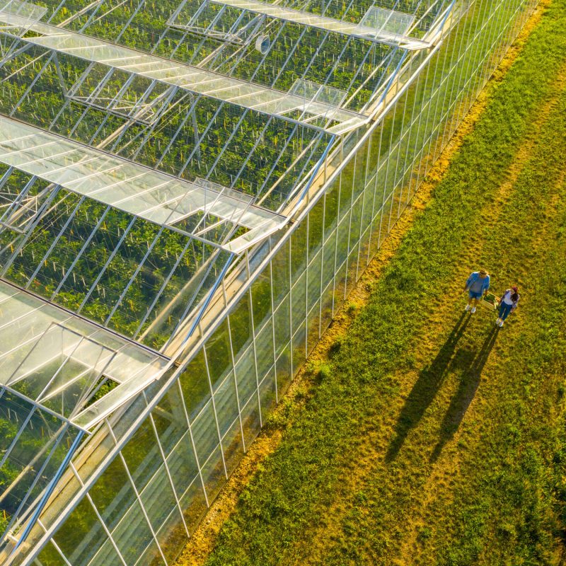 Aerial view shot of a greenhouse roof and two people carrying a crate with vegetables